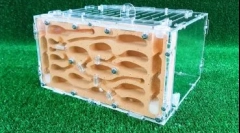 Maleni kućni ljubimci za dijete: kako odabrati mravu farmu